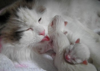 Ginger 26.01.2016 - Chatterie Ragdolls du Val de Beauvoir